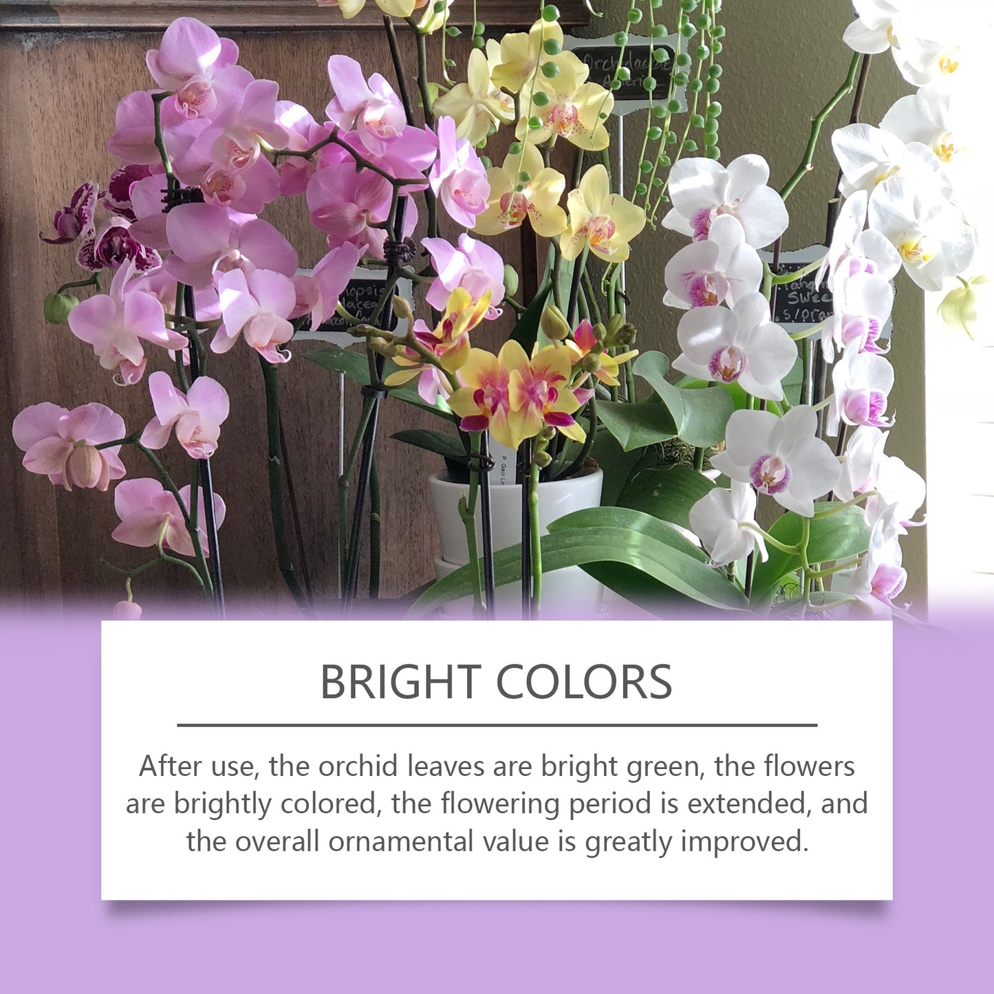 MoonSpry orchid plant growth agent flower green plant special nutrient solution orchid potted universal