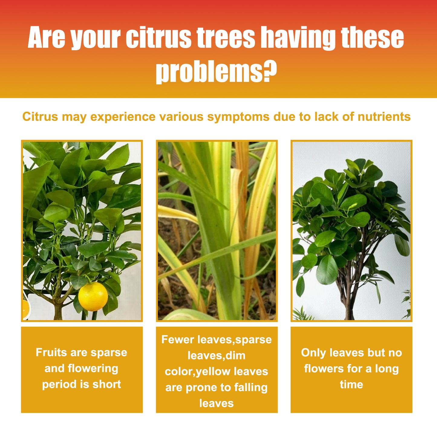 MoonSpry citrus tree plant fertilizer orange fruit tree plant rooting green leaf beautiful fruit growth nutrient solution