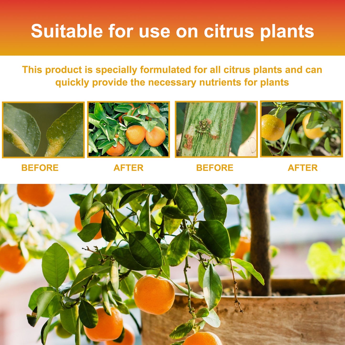 MoonSpry citrus tree plant fertilizer orange fruit tree plant rooting green leaf beautiful fruit growth nutrient solution