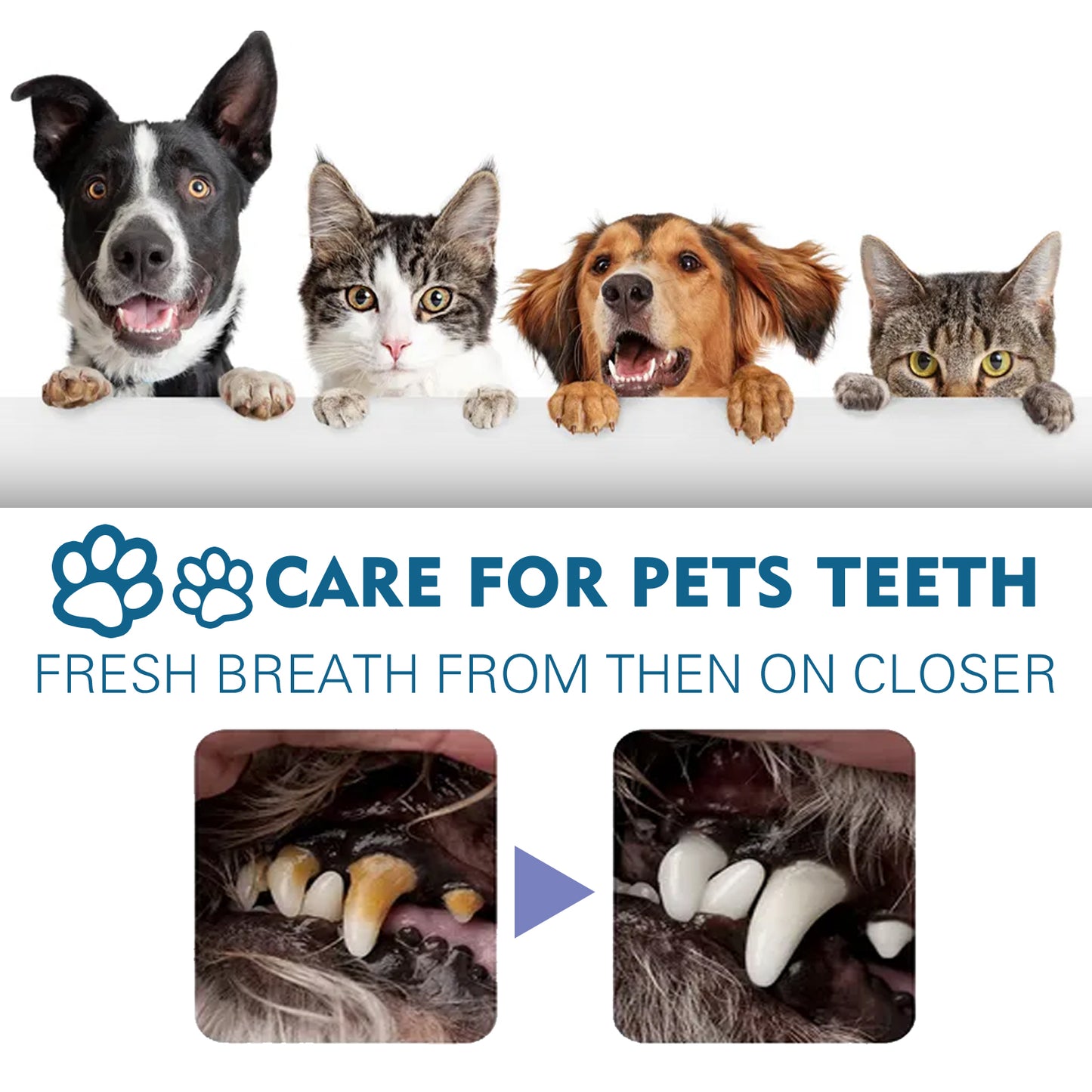 Yegbong pet oral cleaning spray for cats and dogs in addition to tartar halitosis fresh oral care spray